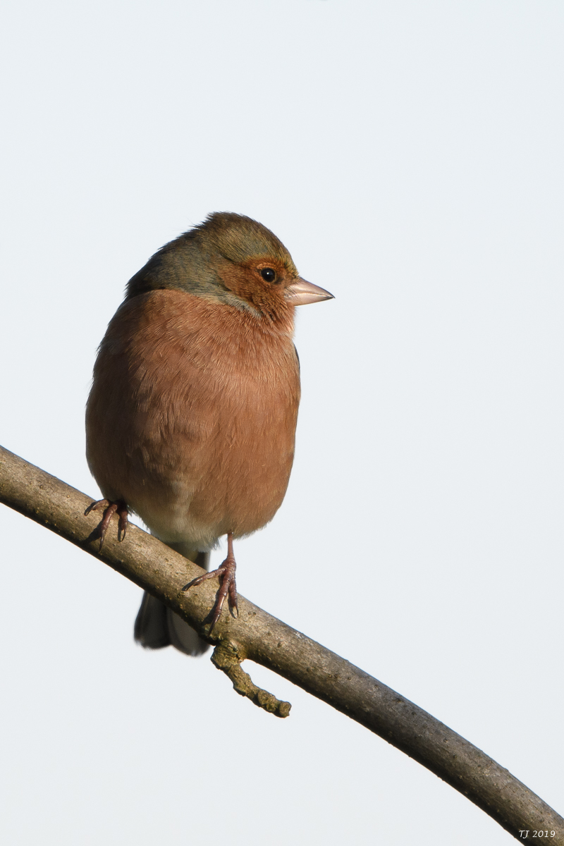 DSC_6991.jpg