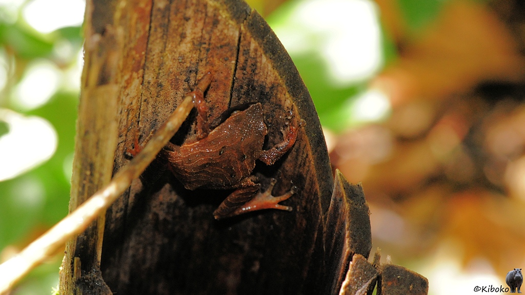 Das Bild zeigt einen braunen Frosch an der Wand eines holen Baumstumpfes.
