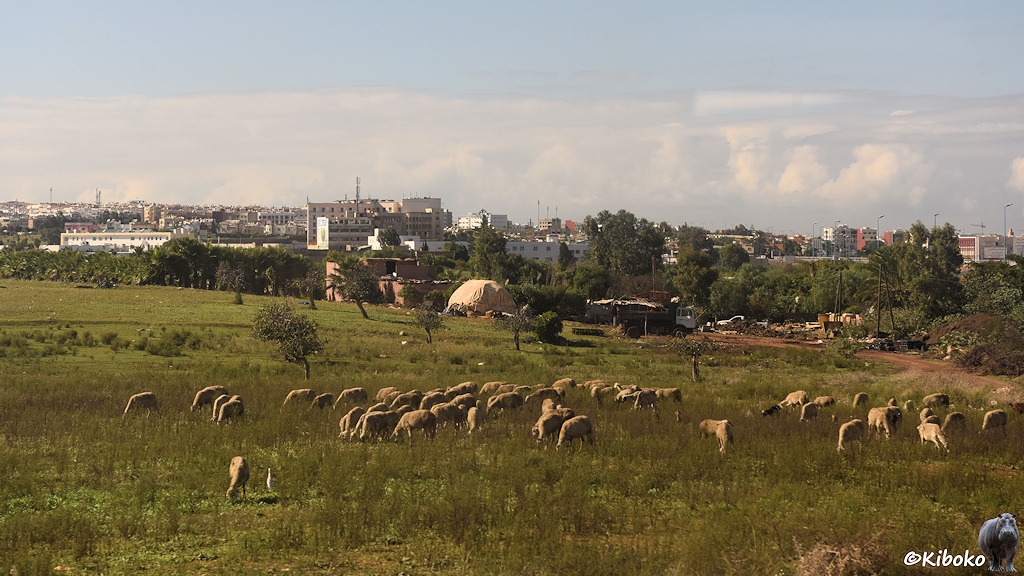 Das Bild zeigt eine Schafherde auf einer Wiese mit Wildwuchs. Dahinter sind Bäume und die Flachdächer einer Stadt mit hellen Häusern.