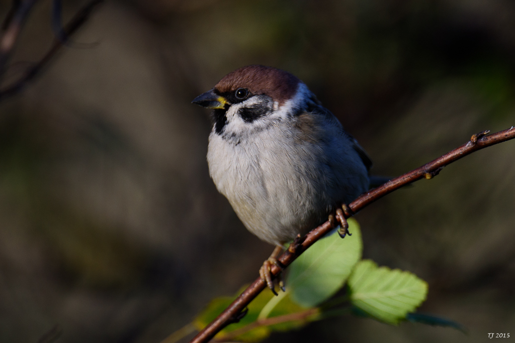DSC_1280.jpg