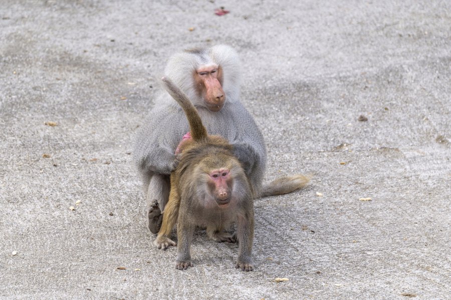 tierpark_haag23_06.jpg