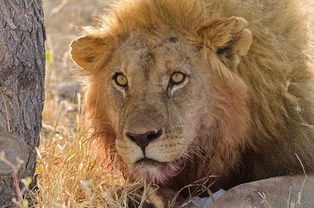 namibia_loewe_1.jpg