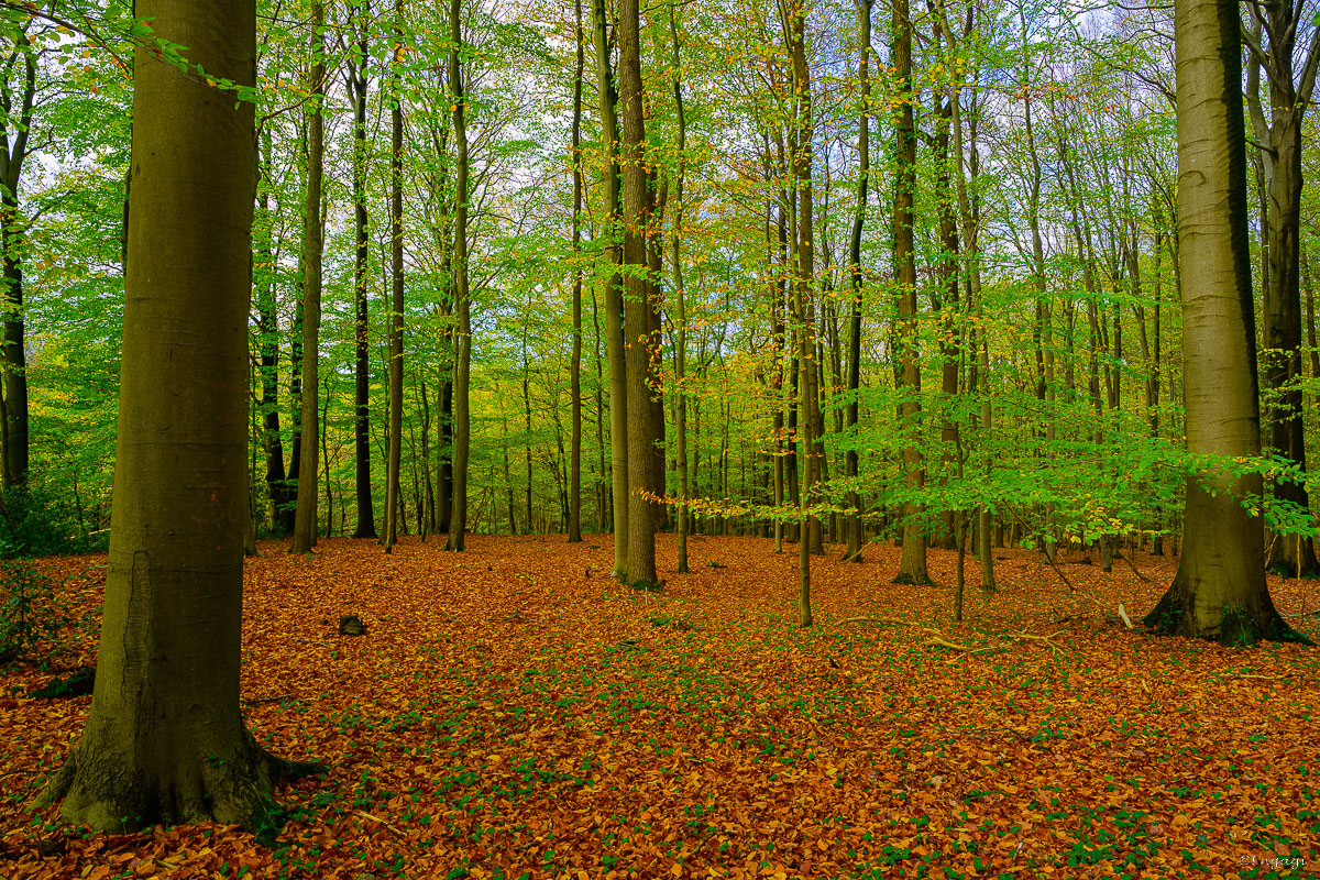 DSC_3575.jpg