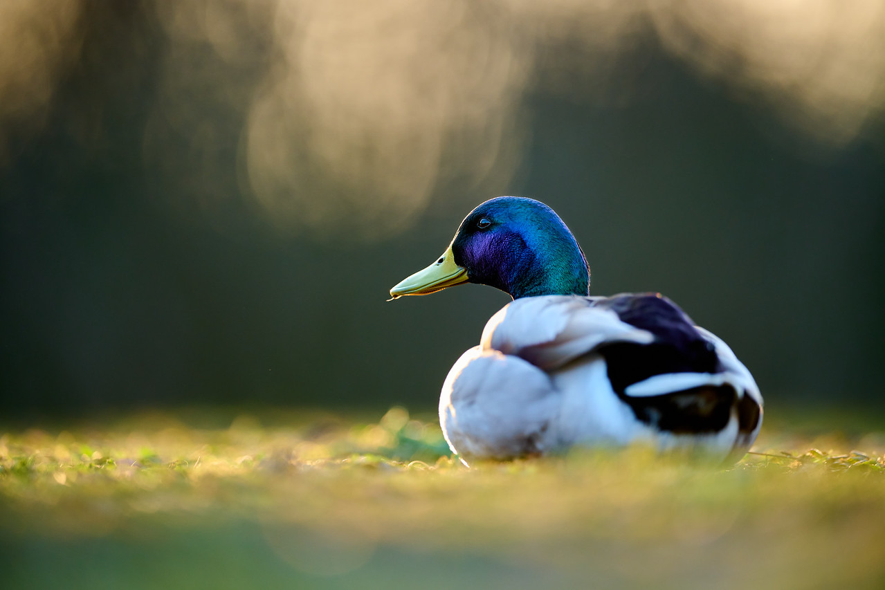 DSC_2211-X2.jpg