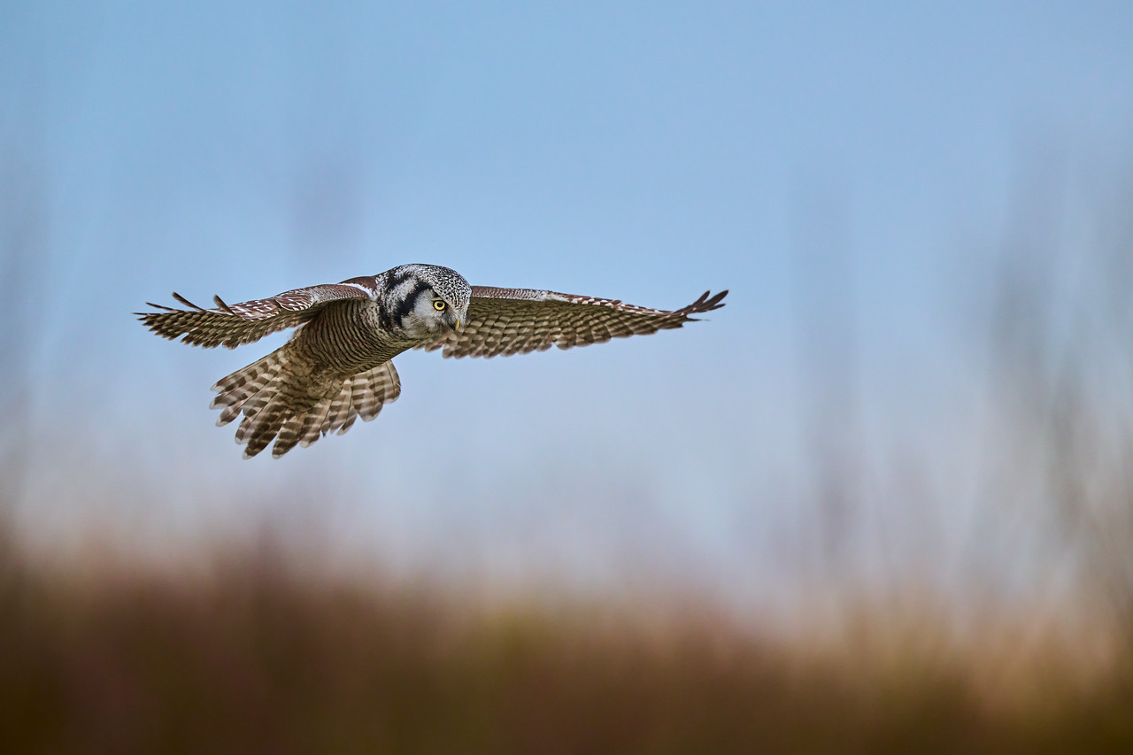 DSC_3237-X2.jpg