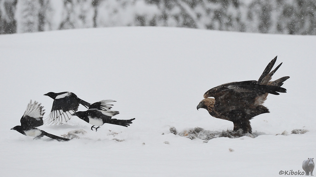 Das Bild zeigt einen braunen Greifvogel mit ausgebreiteten Flügeln und drei abfliegende schwarz-weiße Vögel.