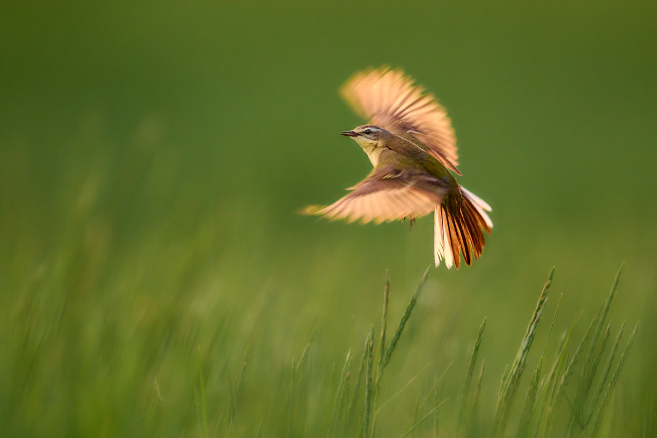 DSC_6076-X2.jpg