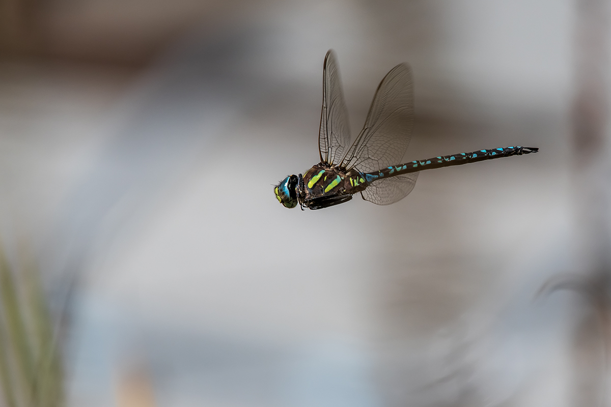 20200911_D500_1071NF.jpg
