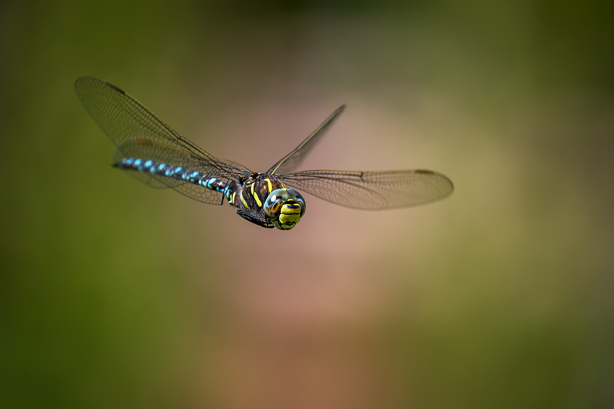 20220811_NZ9_1446_DPNF.jpg