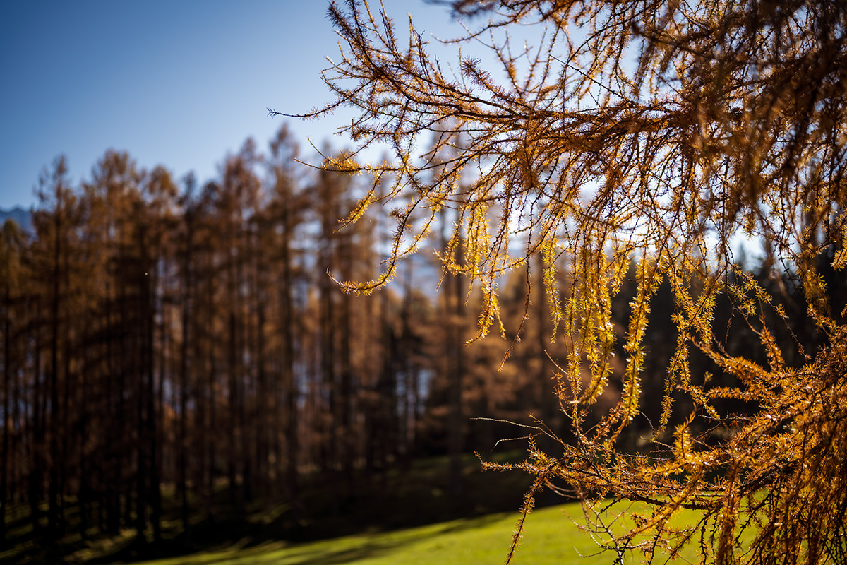 20201114_NZ7_2055NF.jpg