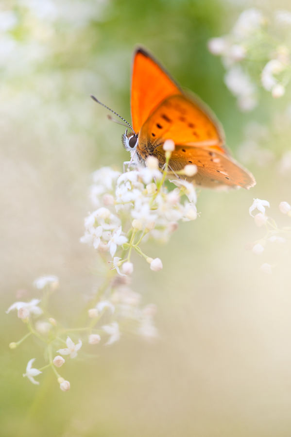 lycaena_virgaureae_male_by_mescamesh-d3k32hg.jpg