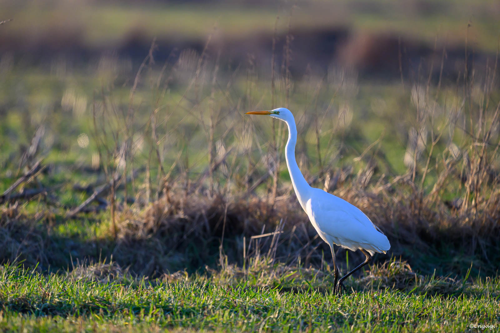 DSC_3628.jpg