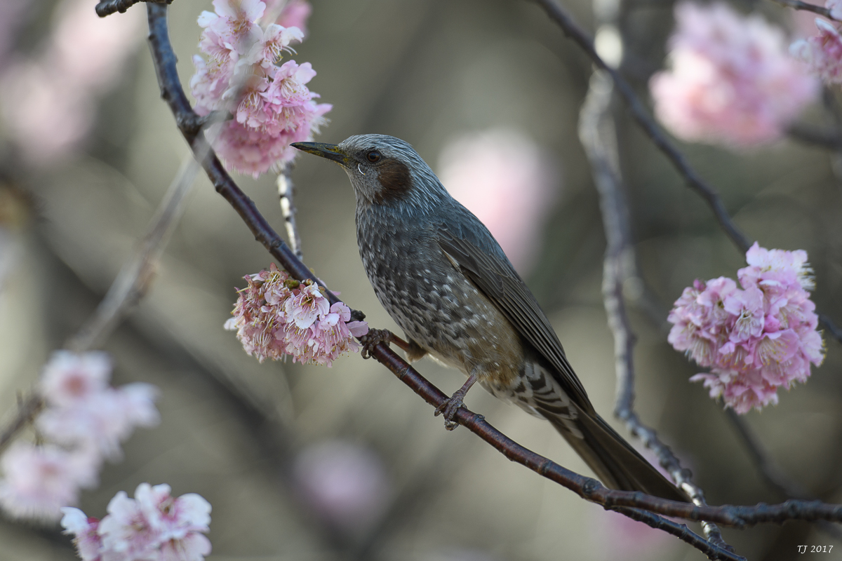 Japan-119.jpg
