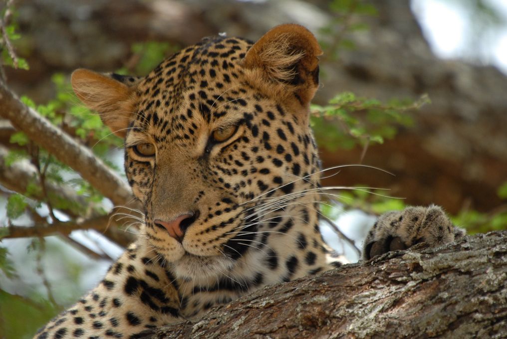 Tanzania-2.jpg