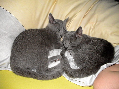 2508657977_586059ec67.jpg