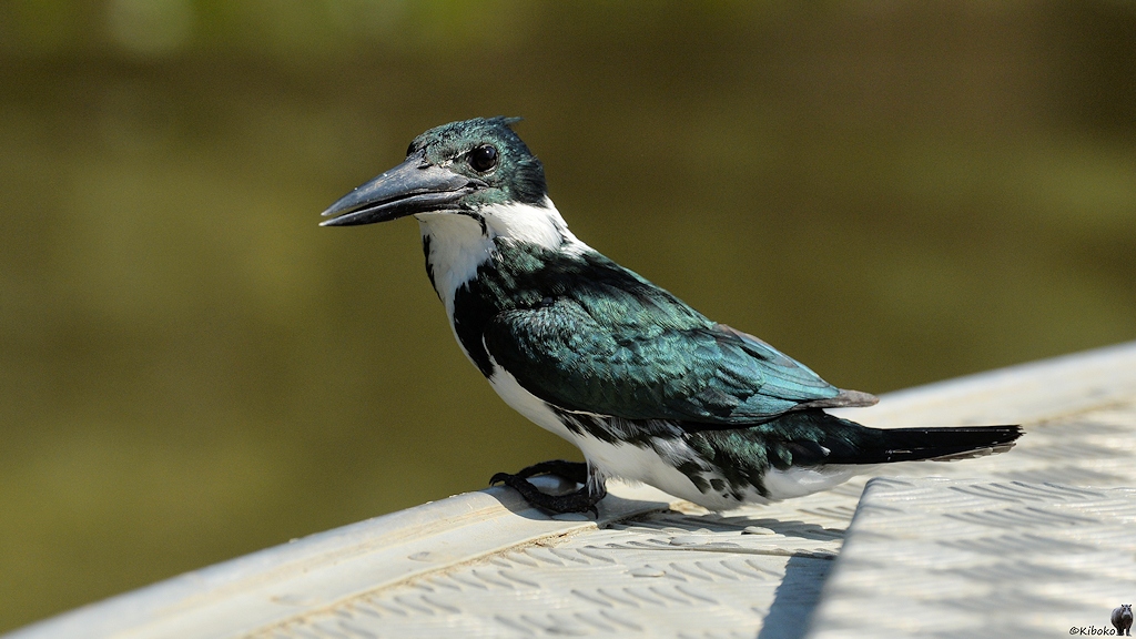 Ein Grün-weißer Eisvogel sitzt vor auf dem Boot