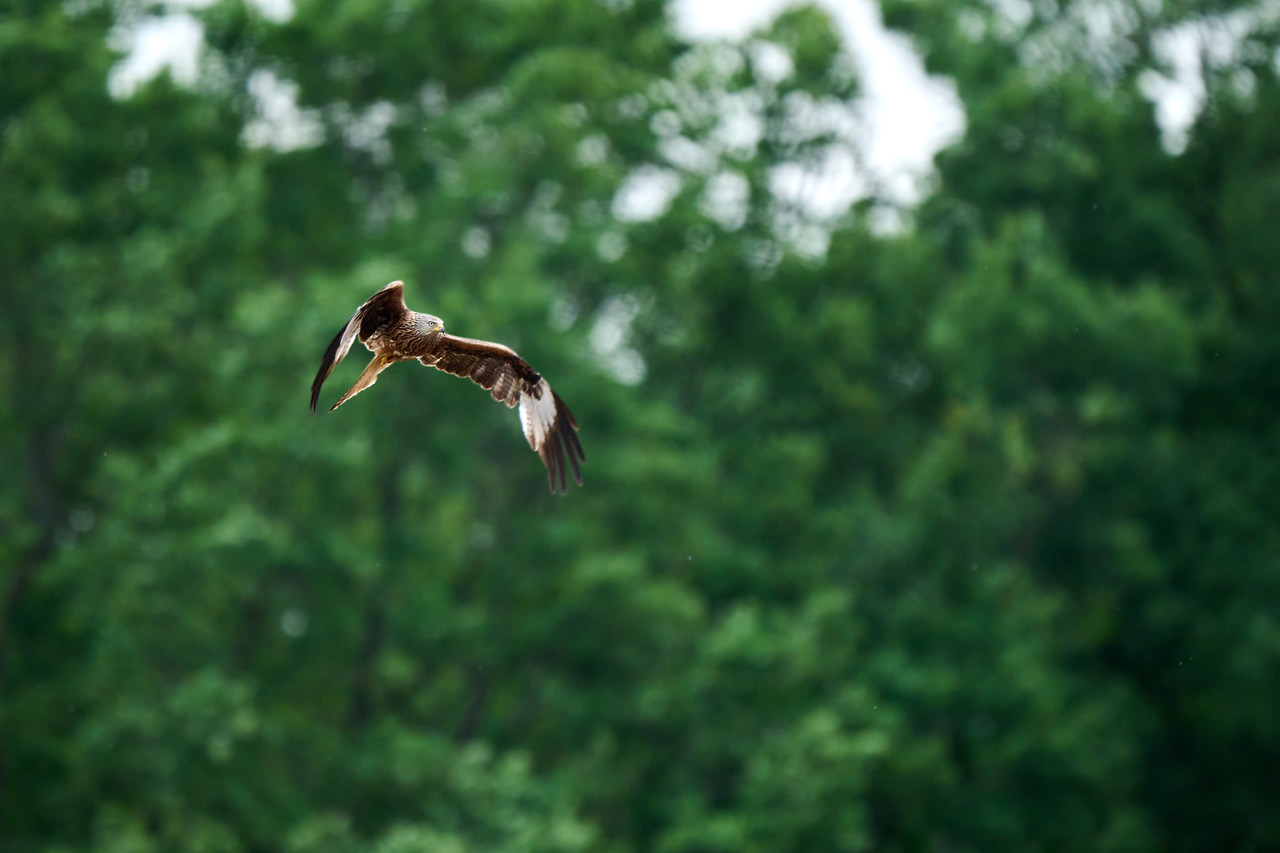 DSC_0400-X2.jpg