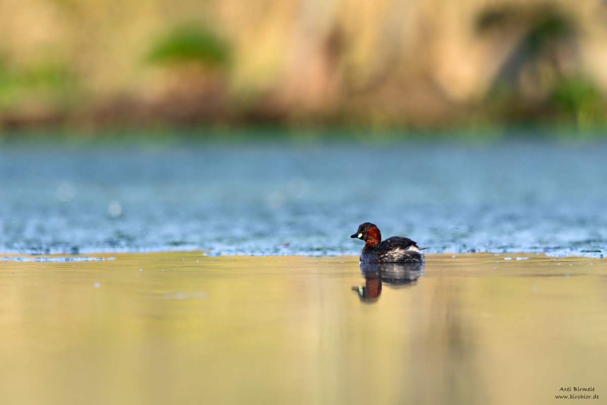 20150419_0578_PS_1200Px.jpg