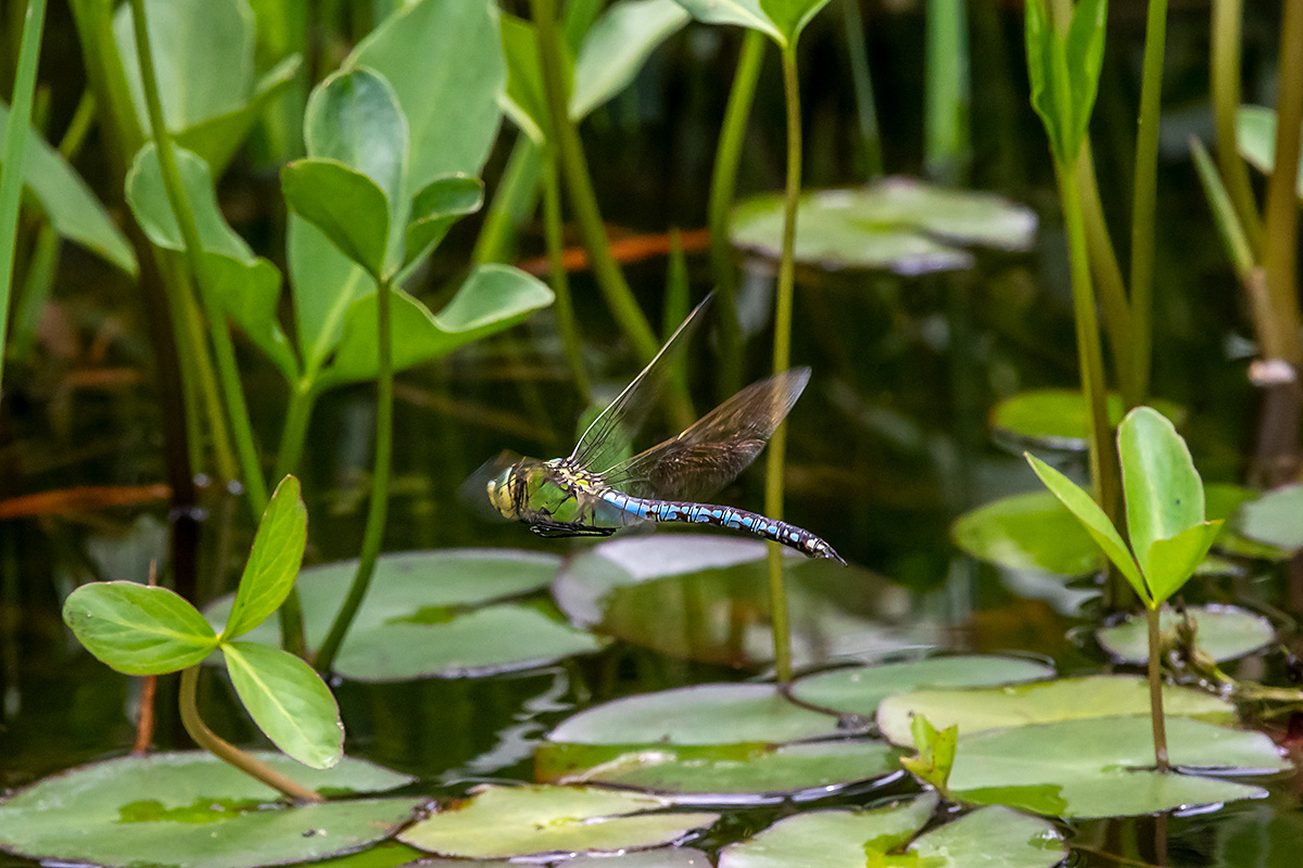 20180608_D500_0850vNF.jpg