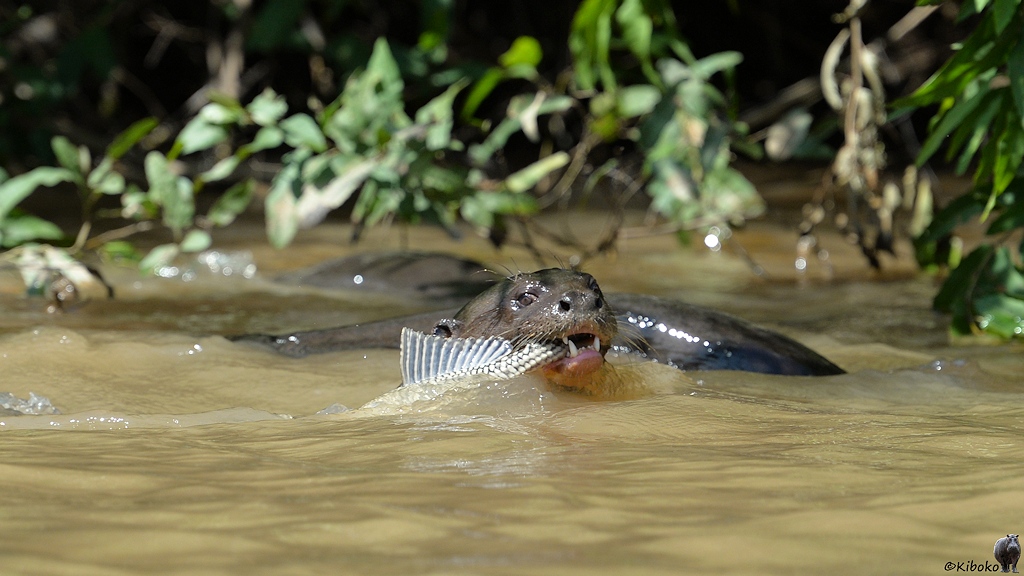Riesenotter mit großen Fisch, den er an den Schwanzflossen gepackt hat