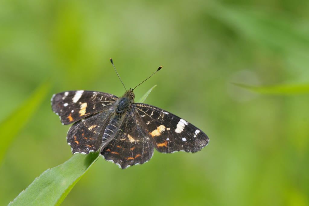 18925070yf.jpg