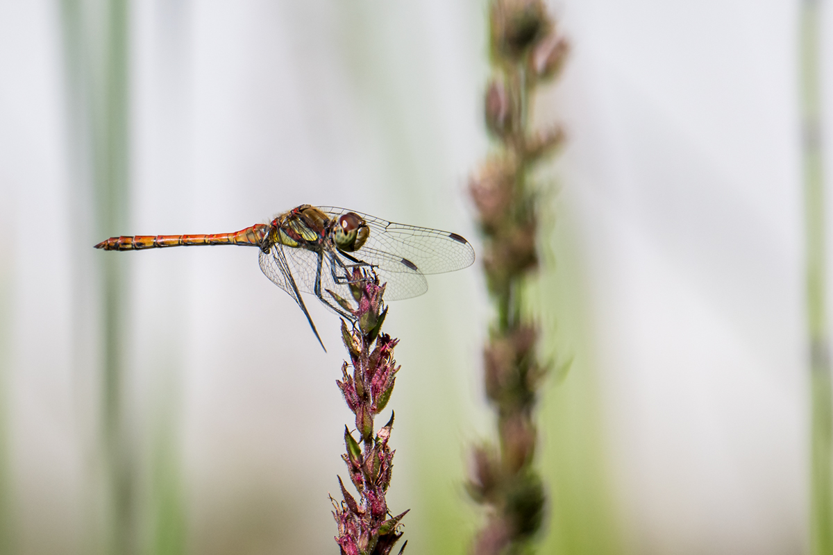 20260901_NZ9_0023NF.jpg