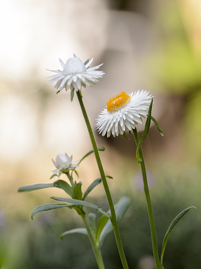 blume1_nf.jpg