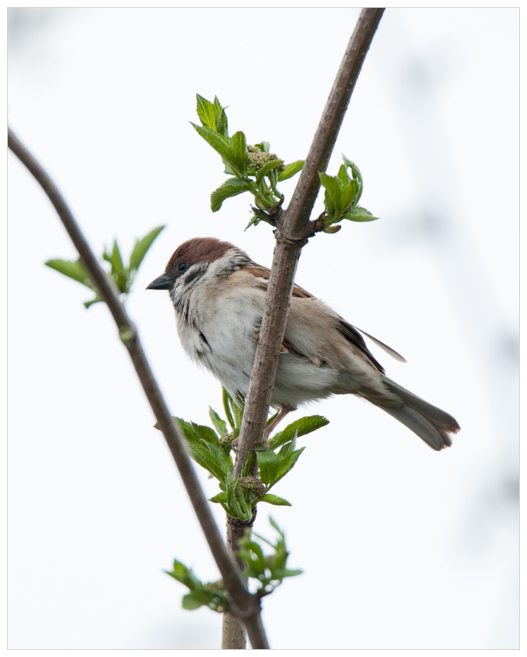 Spatz001.jpg