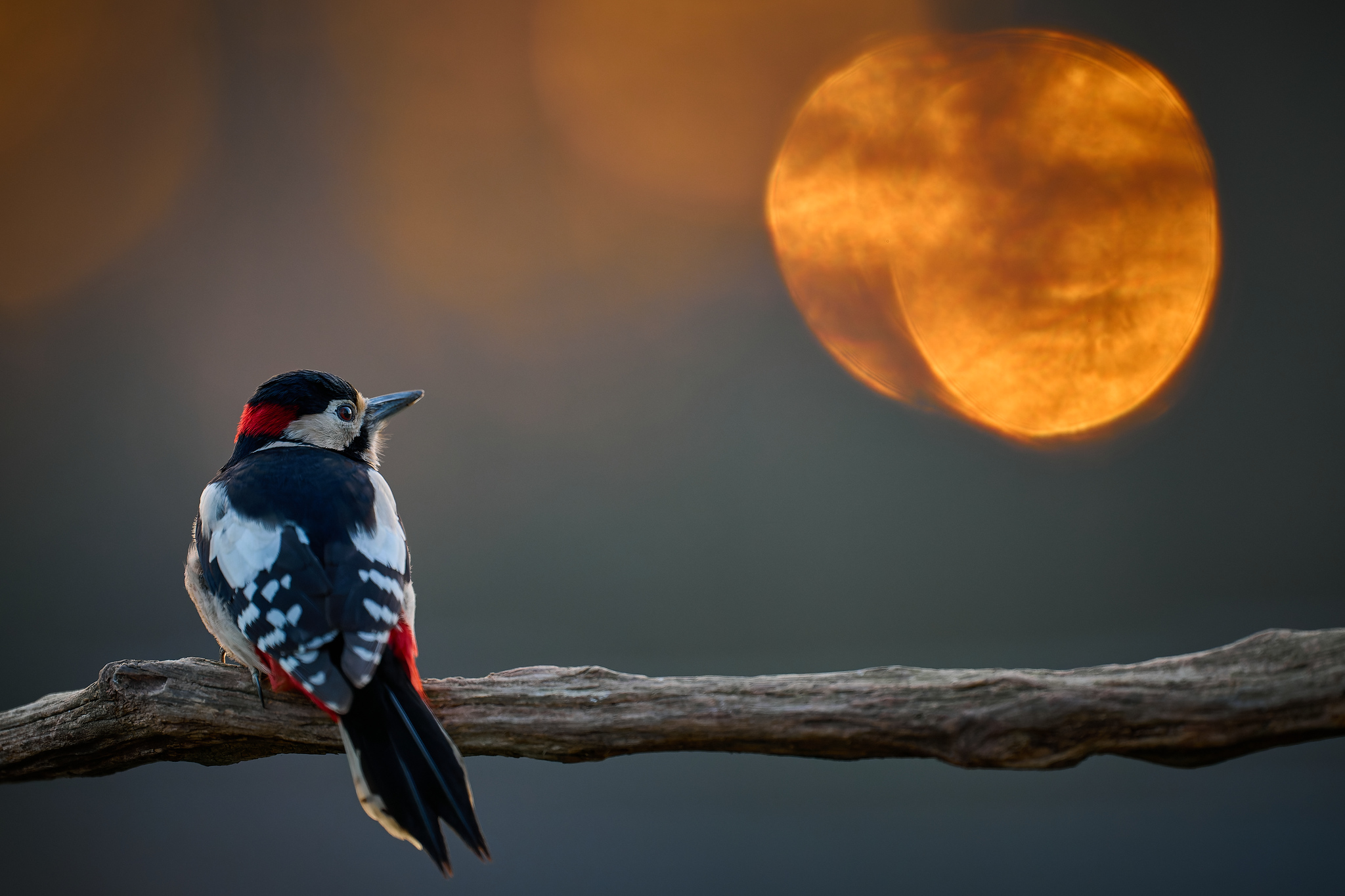 DSC_9040-dng_DxO_DeepPRIME-X4.jpg