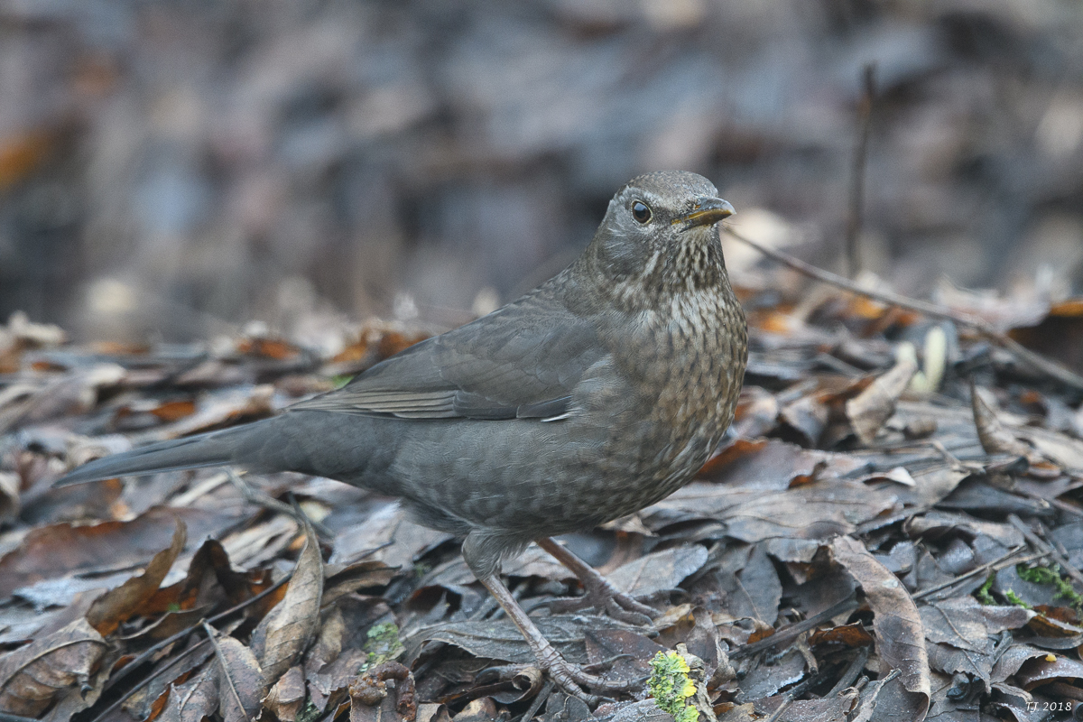 DSC_6786.jpg