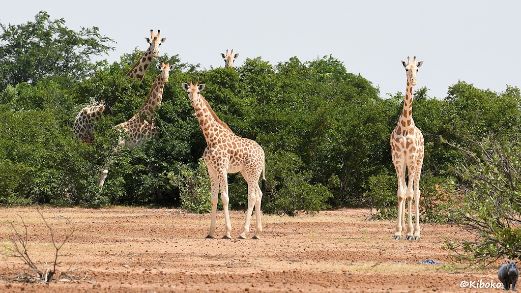 Das Bild zeigt fünf Giraffen die alle in die Kamera schauen. Drei stehen in und hinter einem Gebüsch. Zwei stehen vor dem Gebüsch.