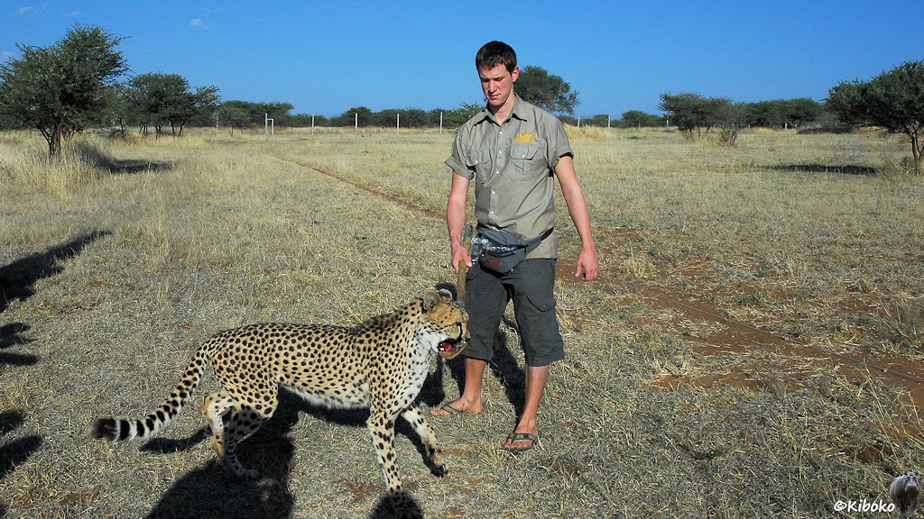 Ein junger Mann legt kleine Fleischstücke auf einen großen Holzlöffel. Der Gepard frisst seine Belohnung. Im Hintergrund ist die Trainingsstrecke zu sehen