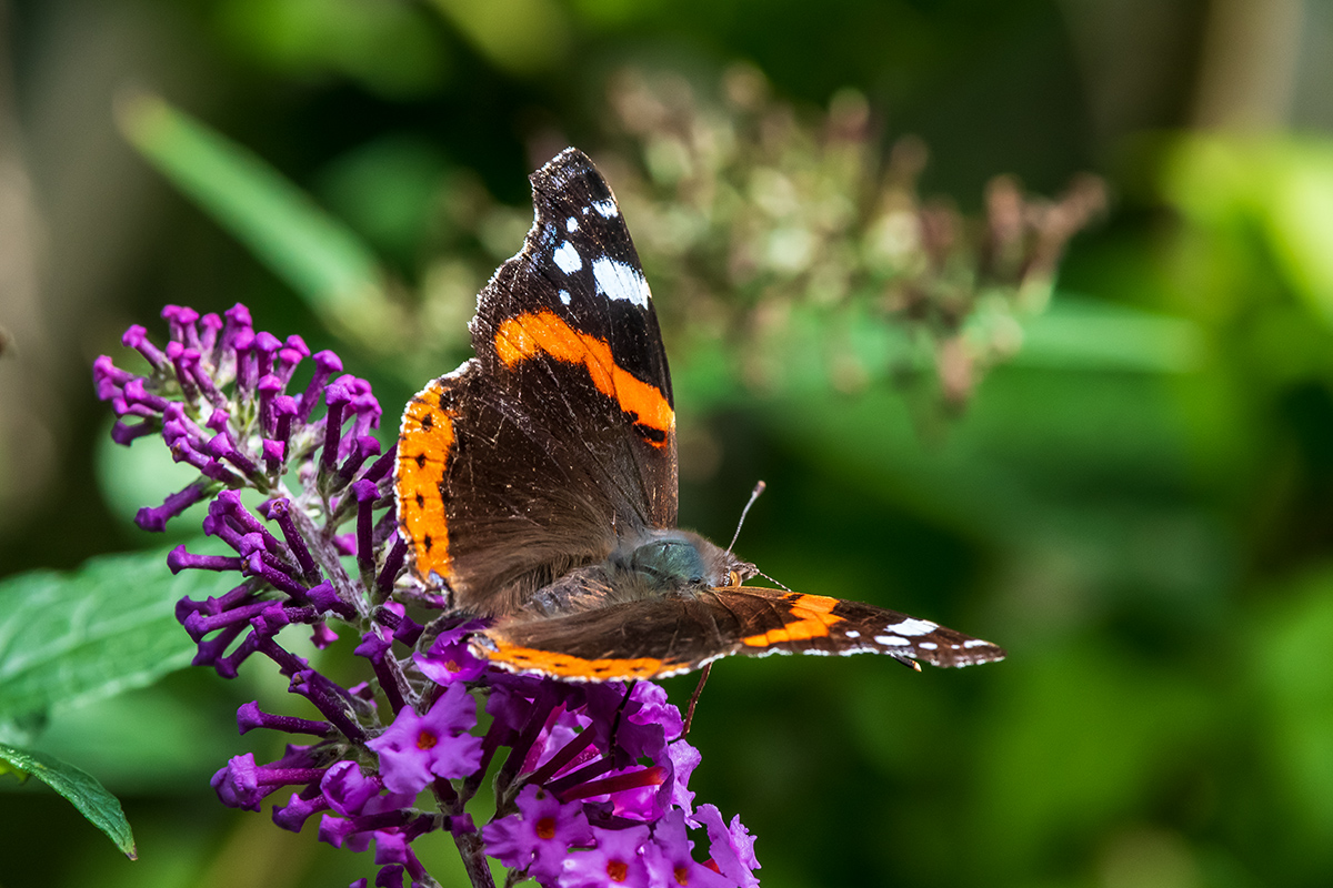20190927_D500_1680NF.jpg