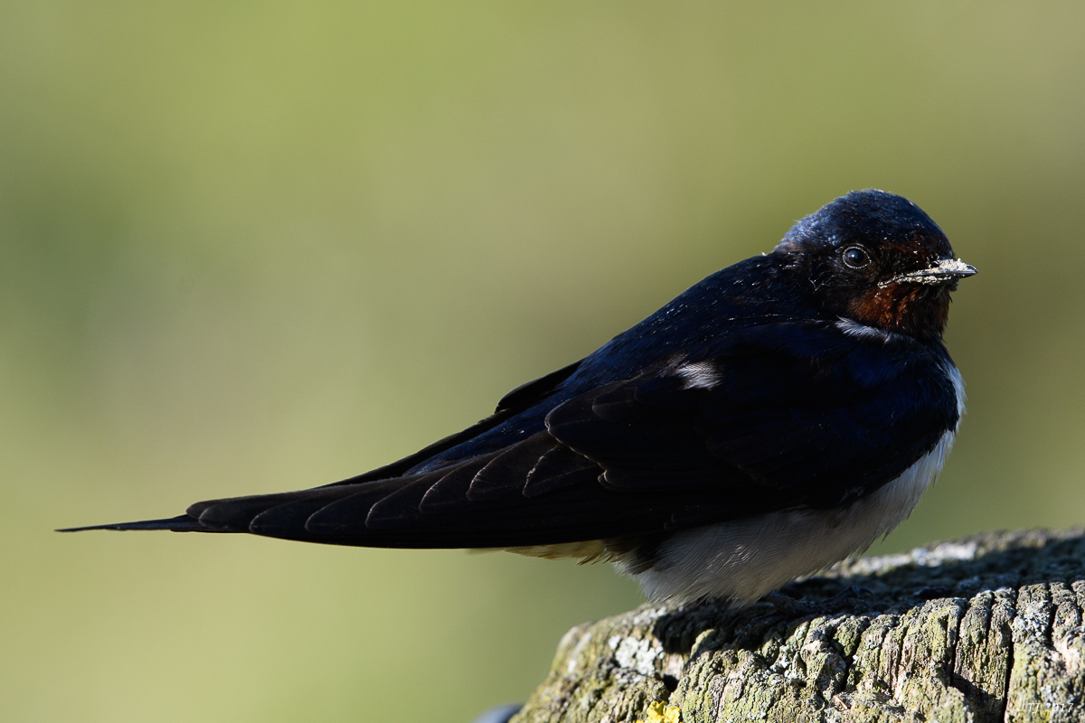 DSC_1277.jpg