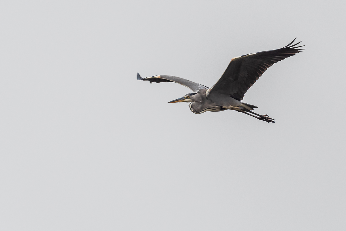 20201017_D500_2001NF.jpg
