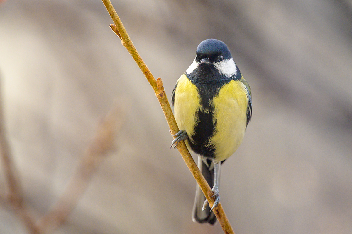 20210130_NZ7_2387NF.jpg