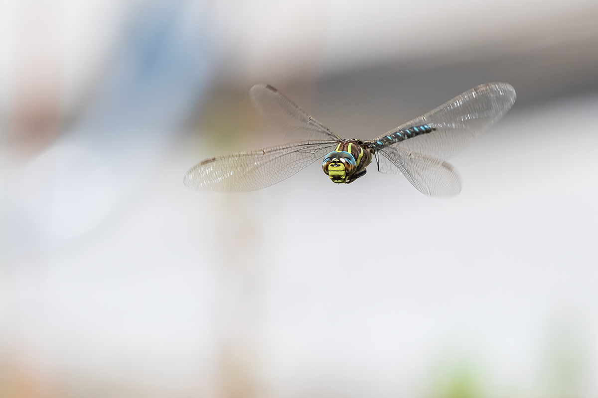 20200911_D500_1102NF.jpg