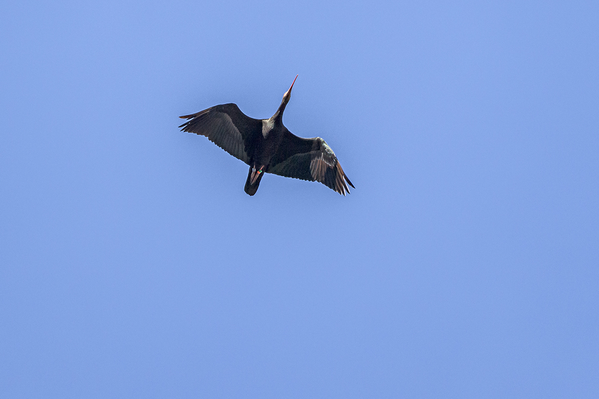 20201009_ND5_1041NF.jpg
