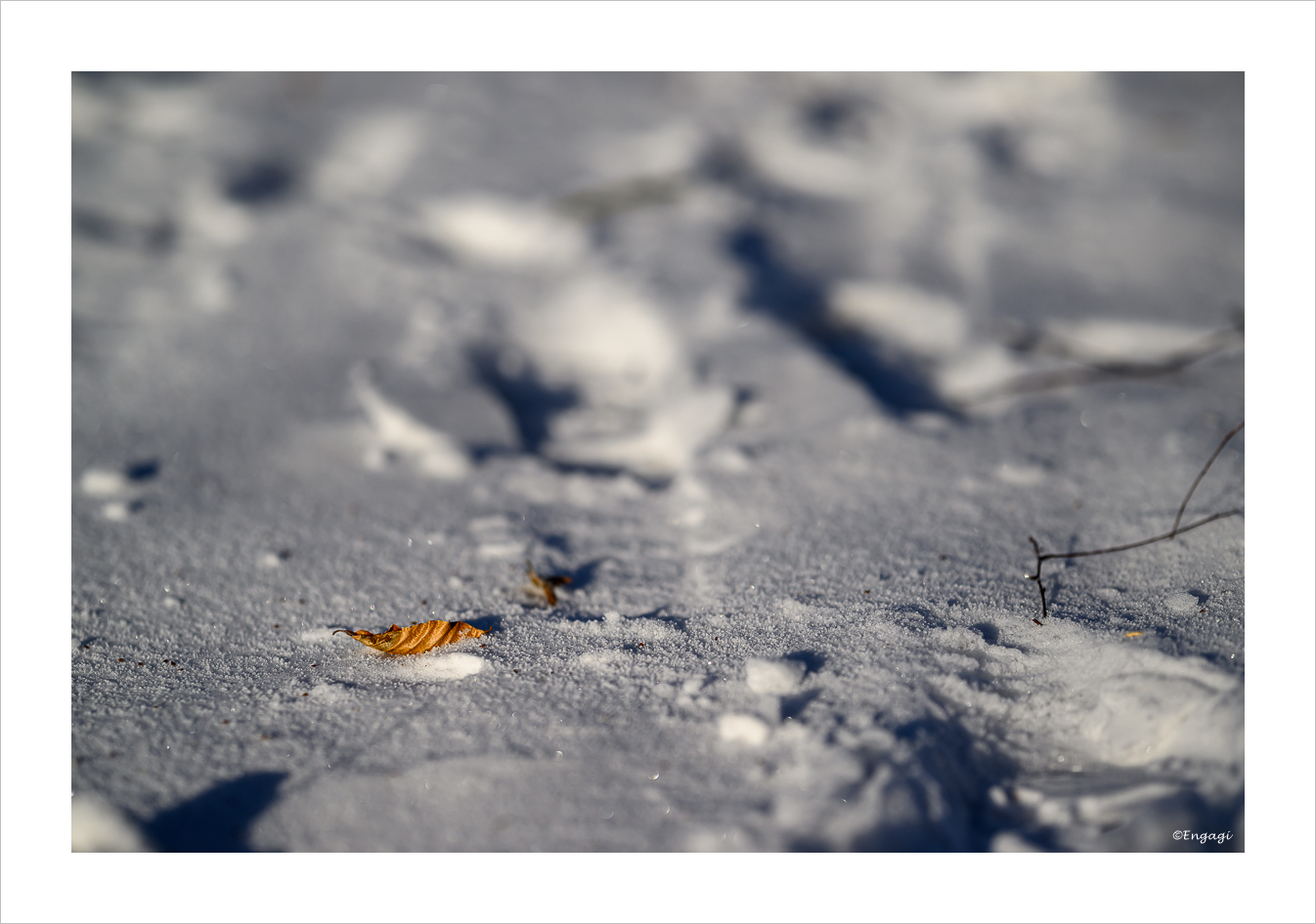 DSC_3933.jpg
