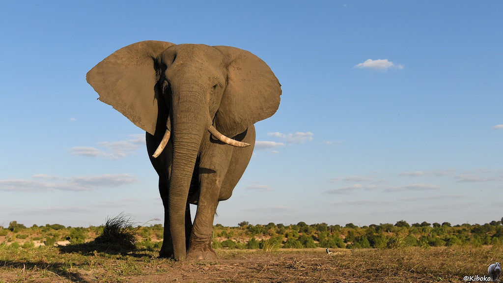 Elefant von vorn aus der Froschperspektive