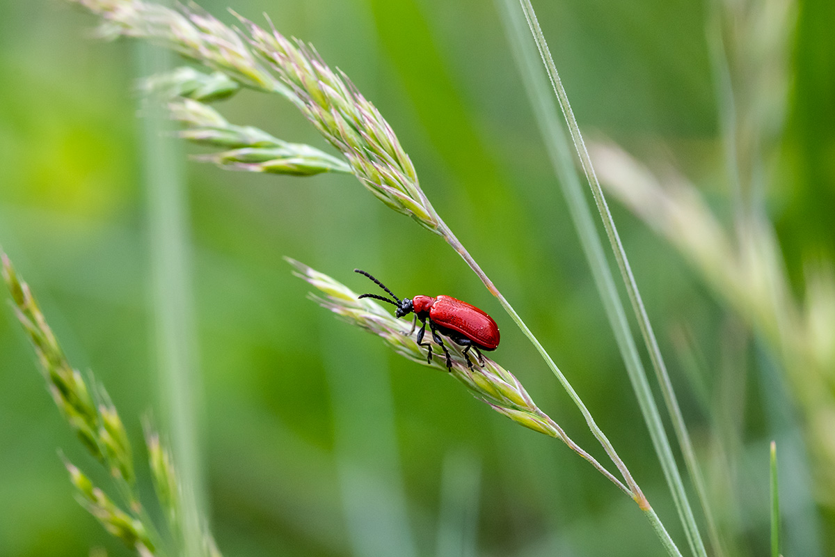 20180523_D810_4243NF.jpg