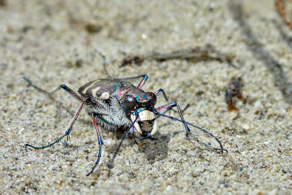 hybrida_flaach(CH)_20120423.jpg