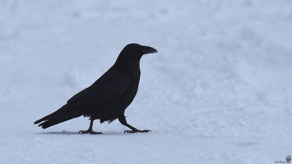 Das Bild zeigt einen schwarzen Raben, der durch den Schnee stapft.
