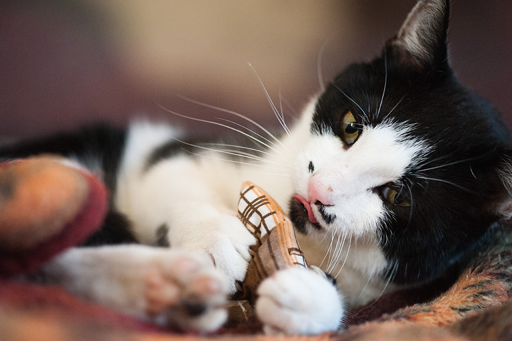 katzen-baldriansackerl-4.jpg