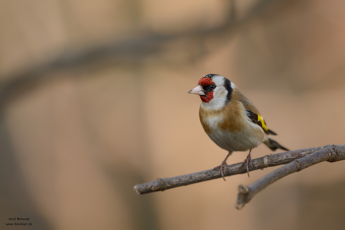 20130316_0002_NX_1200Px.jpg