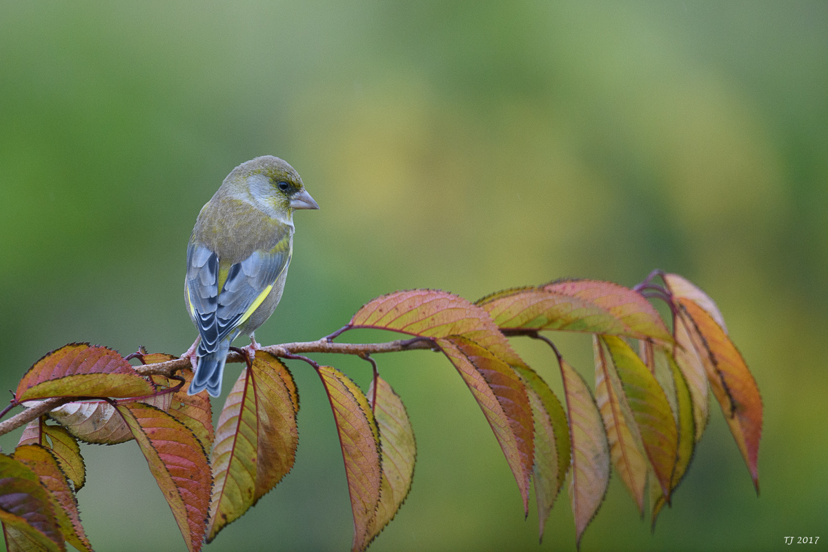 DSC_0084.jpg