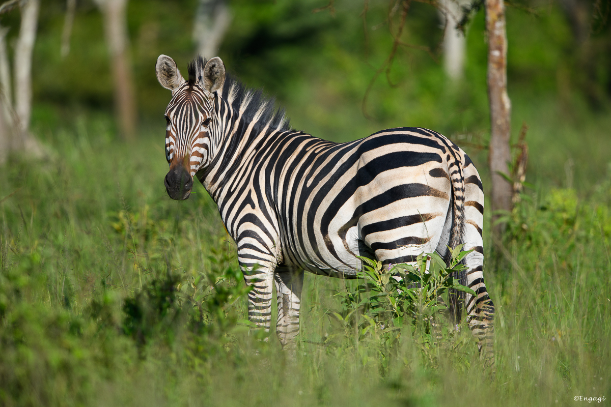 Uganda%202113.jpg