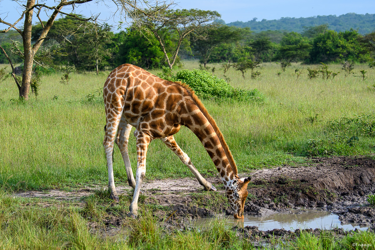Uganda%202558.jpg