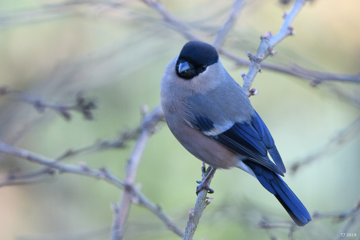 DSC_4856.jpg