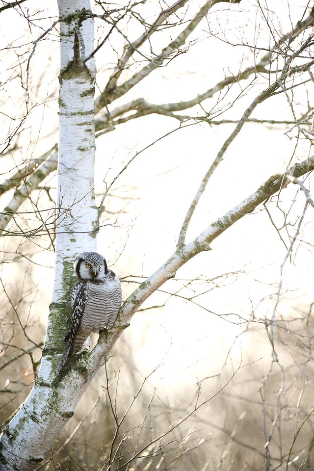 DSC_1026-X2.jpg